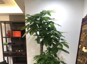 ���ݻ�����ڹ�˾ ���������ֲ��ľ���� ��ֲ��������