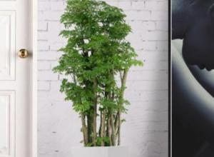 ���ݻ�����ڹ�˾ ����������ֲ��ľ��� ��ֲ��������