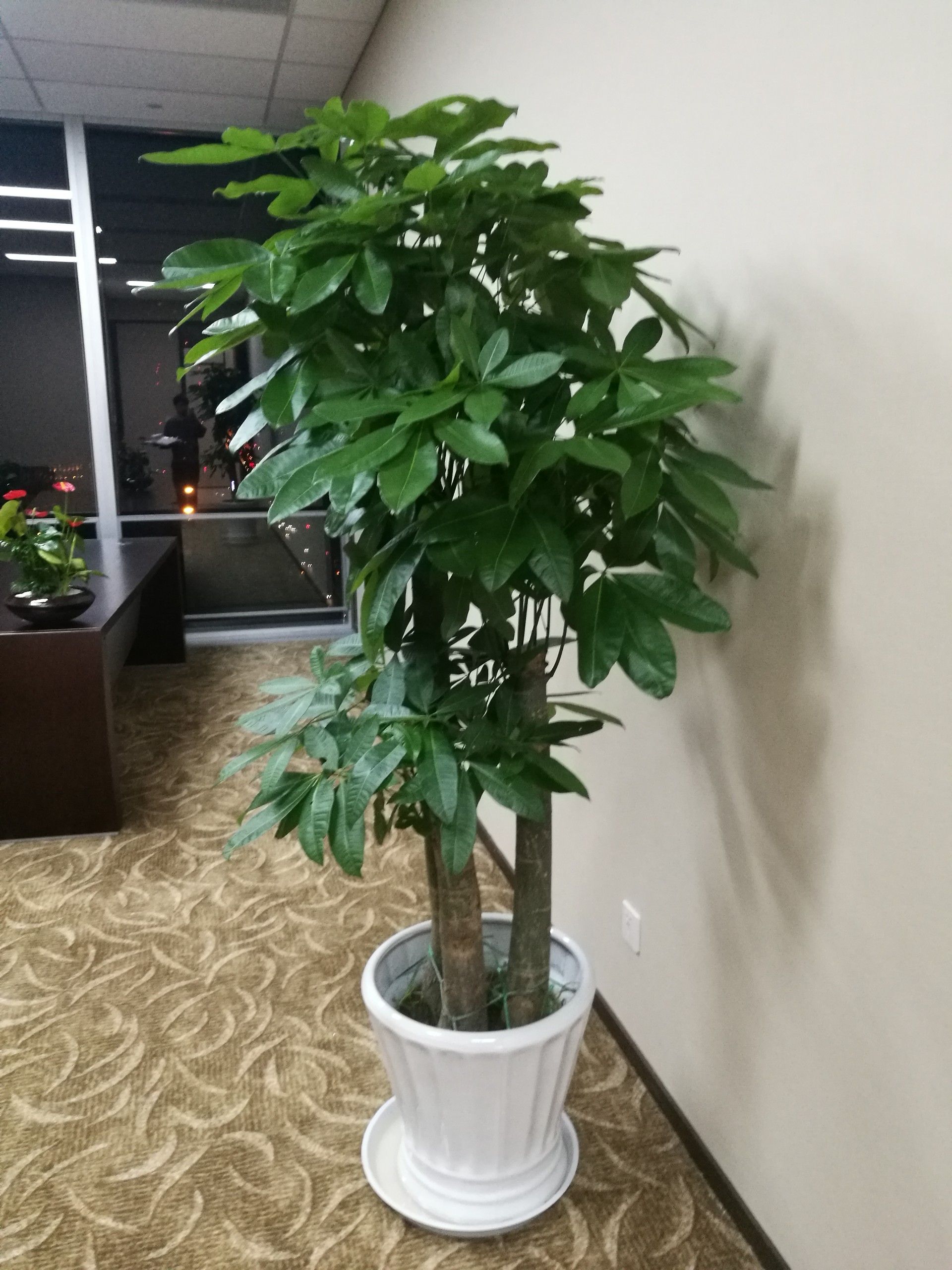 ����������д��¥��ֲ���