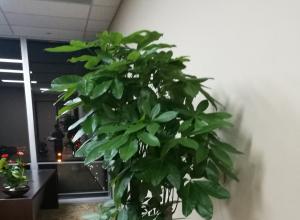 ����������д��¥��ֲ���