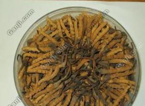 ������������ն����Ĳݺ����㽺������Ʒ